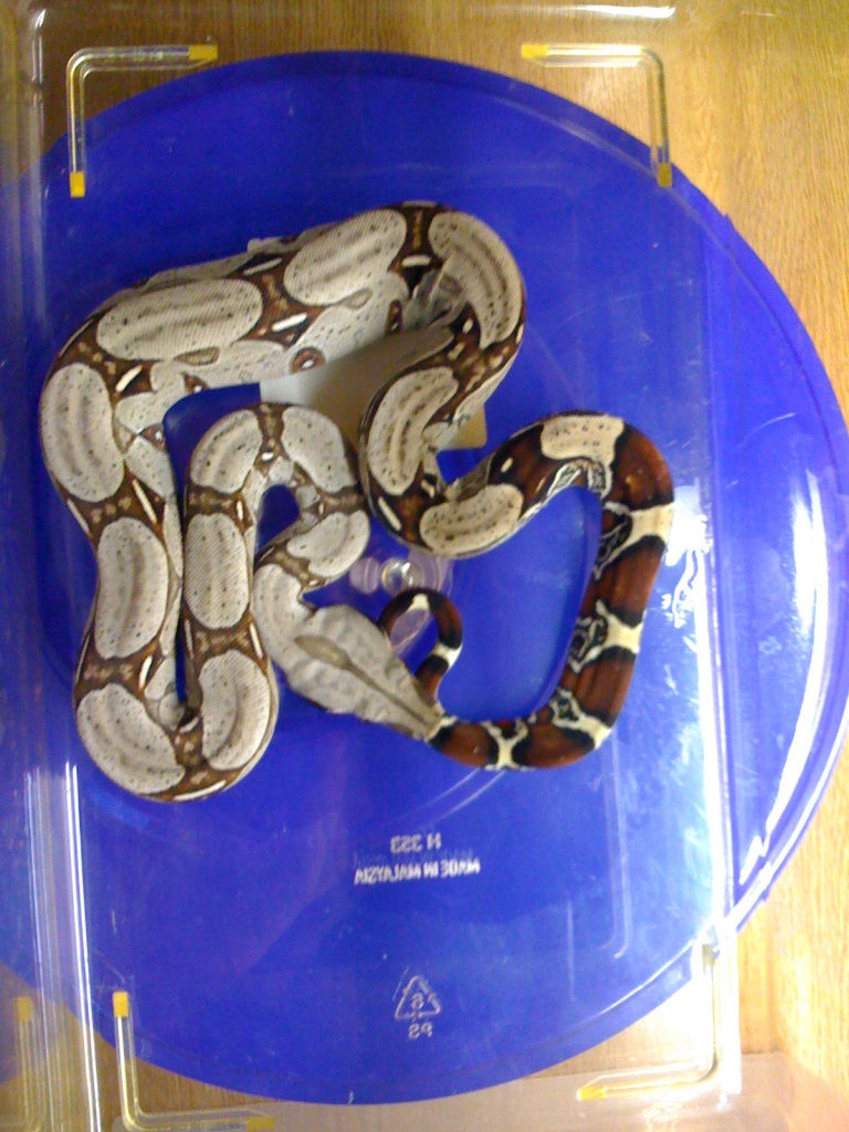 1.1 Boa C. Constrictor Surinam/Pokigron - Reptilien - Steinbach am Wald