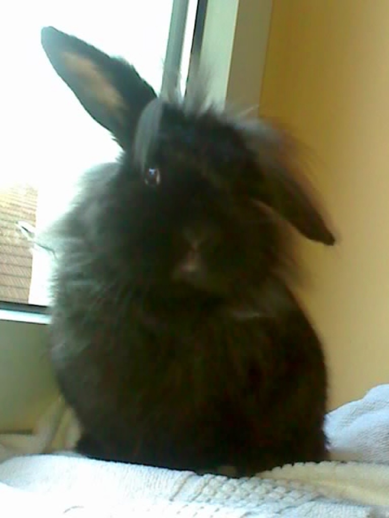 7Monate junges Löwenkopf Zwergkaninchen abzugeben+Bonus! Weibchen - Fische - Herne