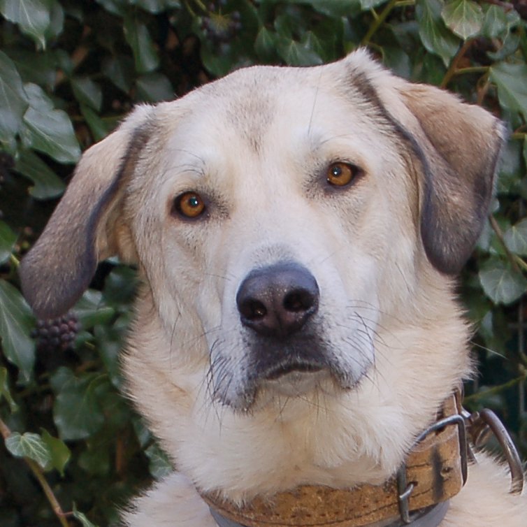 Zimtschnecke - weiblich  4 Jahre  78 cm  47 kg  Kangal-Mix Gechipt Kastriert - Hunde - Lauf an der Pegnitz