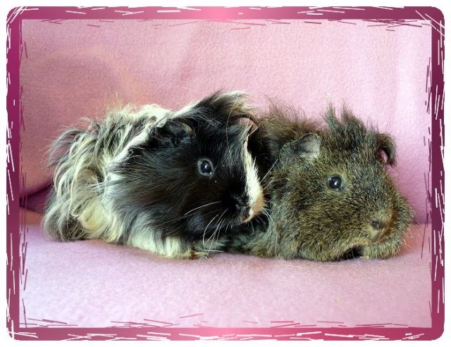 Schwarzschimmel Peruaner und Lemonagouti Alpaka - Meerschweinchen - Bremervörde