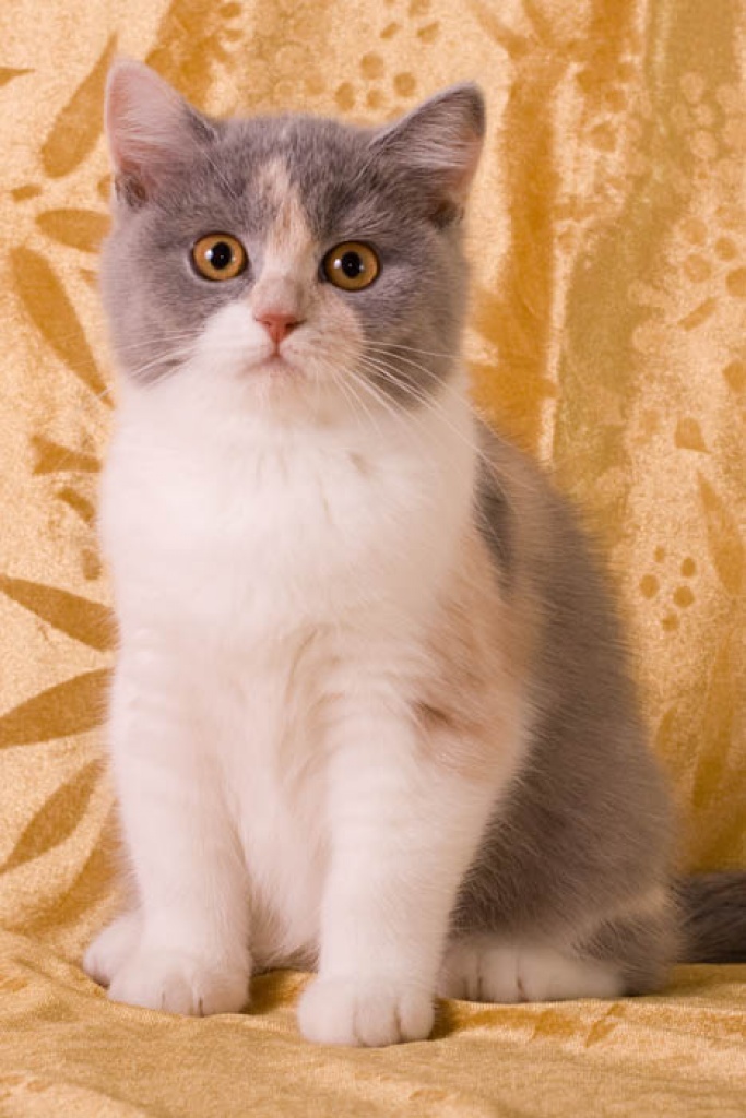 BRITISH SHORTHAIR KITTENS WITH PEDIGREE - Katzen - Brno, Czech republic