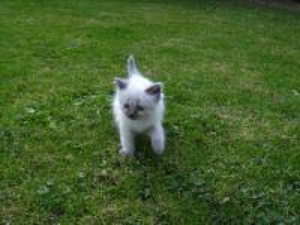 Snowbengal-colourpoint kitten - Katzen - Umkirch