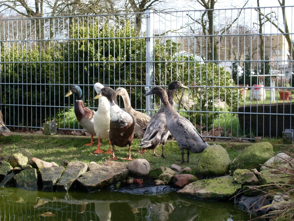 Laufenten und Laufenten Mixe abzugeben - Nutztiere - Klein Berßen