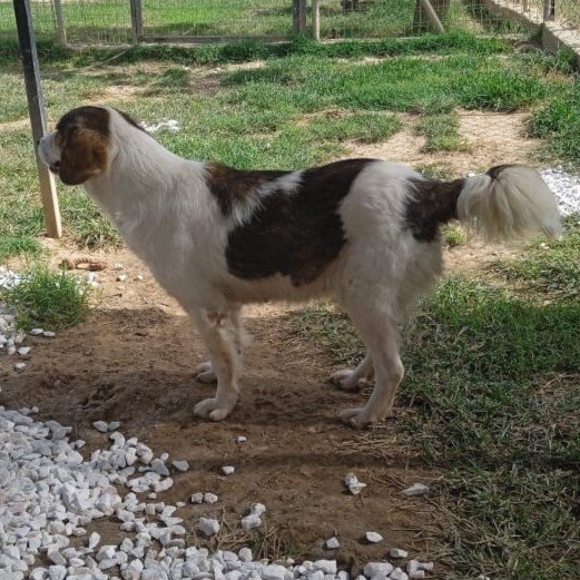 Daniela sucht ein Zuhause/eine Pflegestelle - Hunde - Krefeld