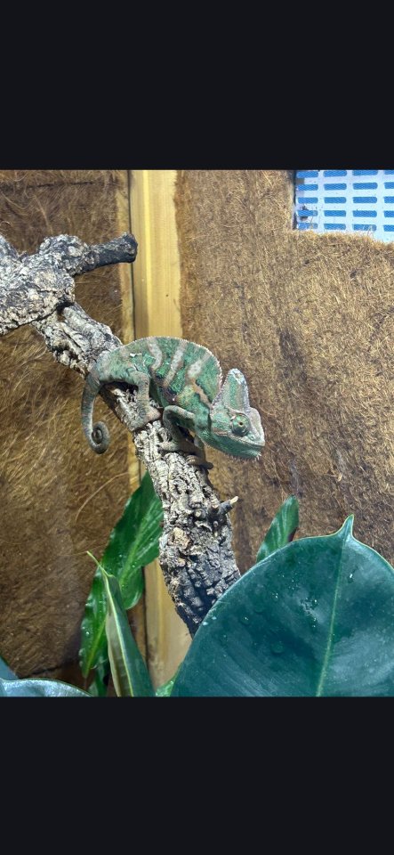 Jemenchamäleon zum Verkauf an - Reptilien - Berlin