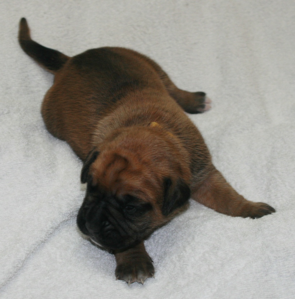 Boxerwelpen 1 Rüden und 1 Hündin suchen ab ende November - Hunde - Niederfischbach