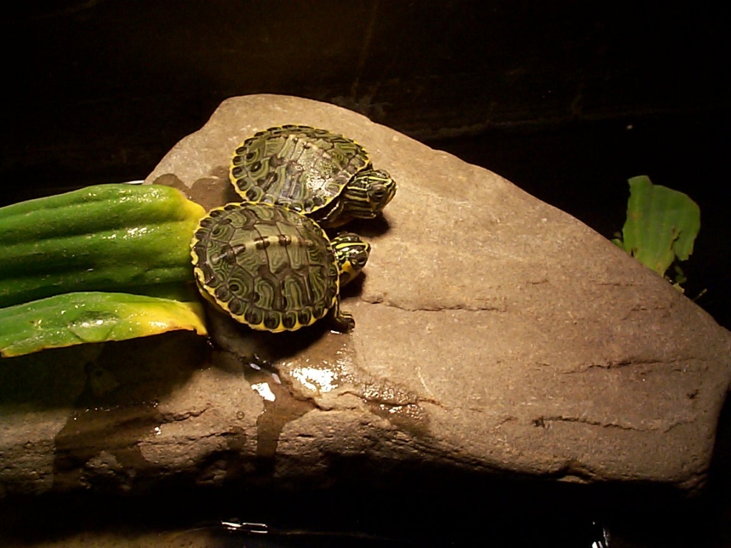 Wasserschildkrötenbabys - Tierboersen - Duisburg