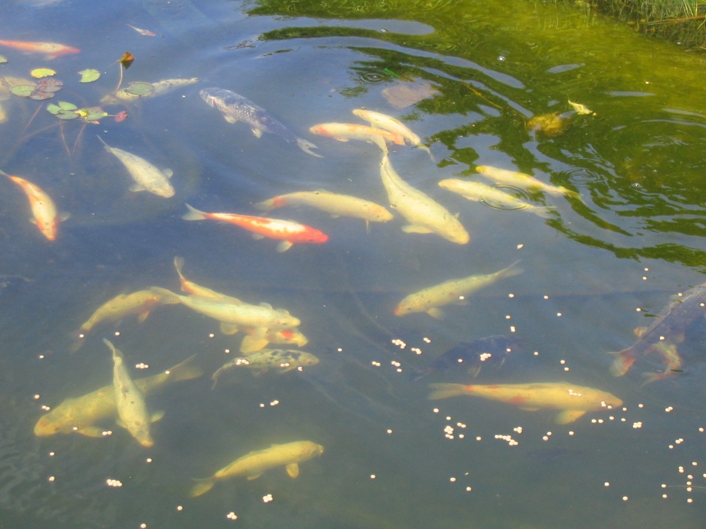 KOI zu verkaufen - Fische - Falkenstr. 8