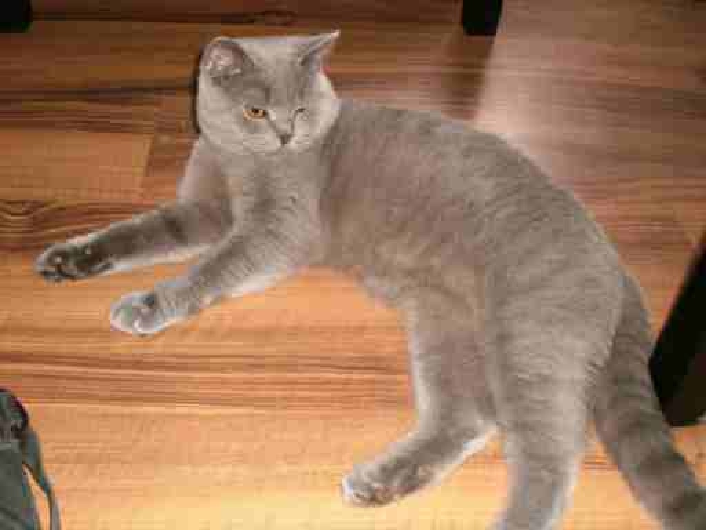 Wunderschöner Bkh Deckkater blue mit Papieren - Katzen - Velbert