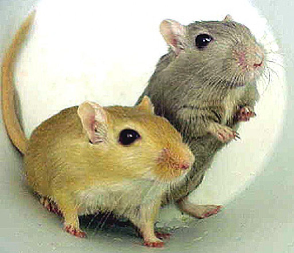 Wüstenrennmäuse - Futtertiere Allgemein - Jülich