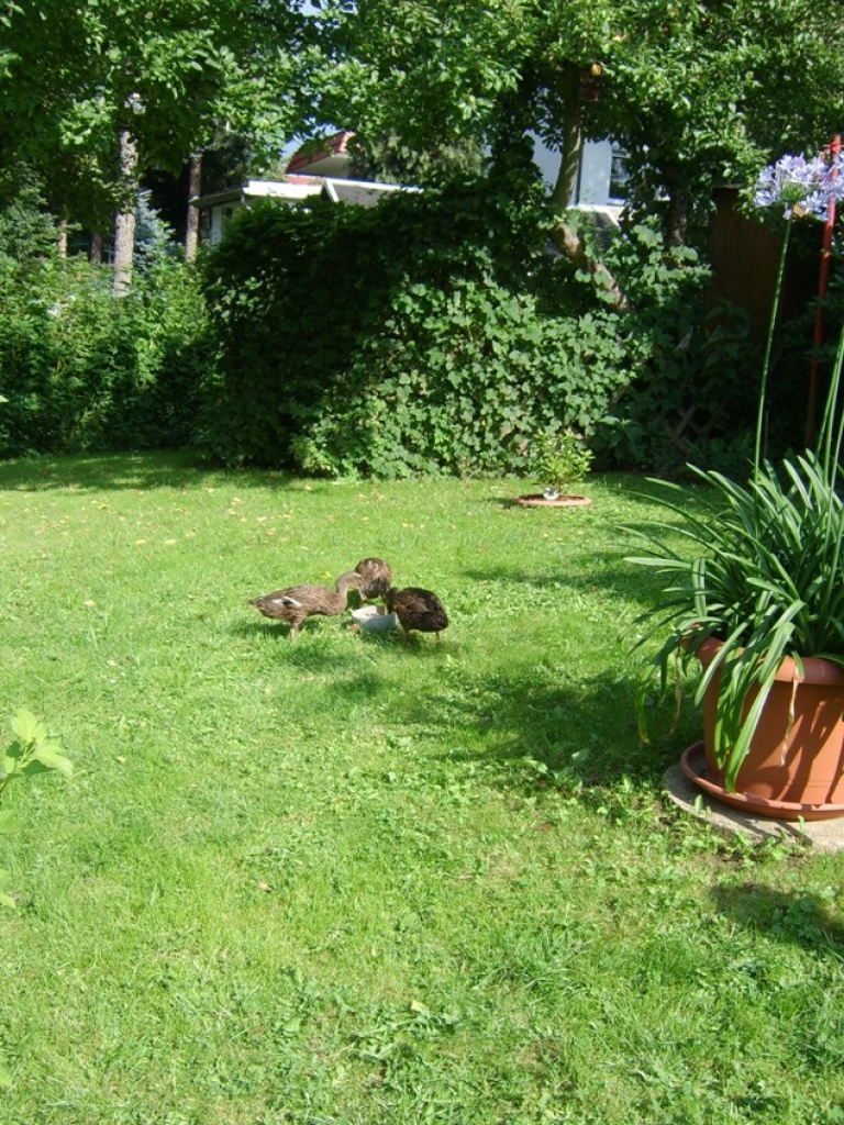Tausche Laufenten Erpel gegen Ente - Nutztiere - Dippoldiswalde