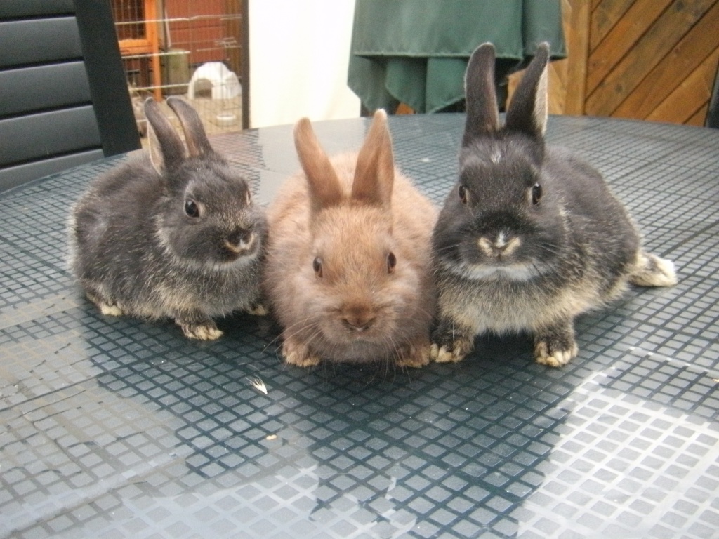 Zwergkaninchen abzugeben !!! - Nagetiere - Goch