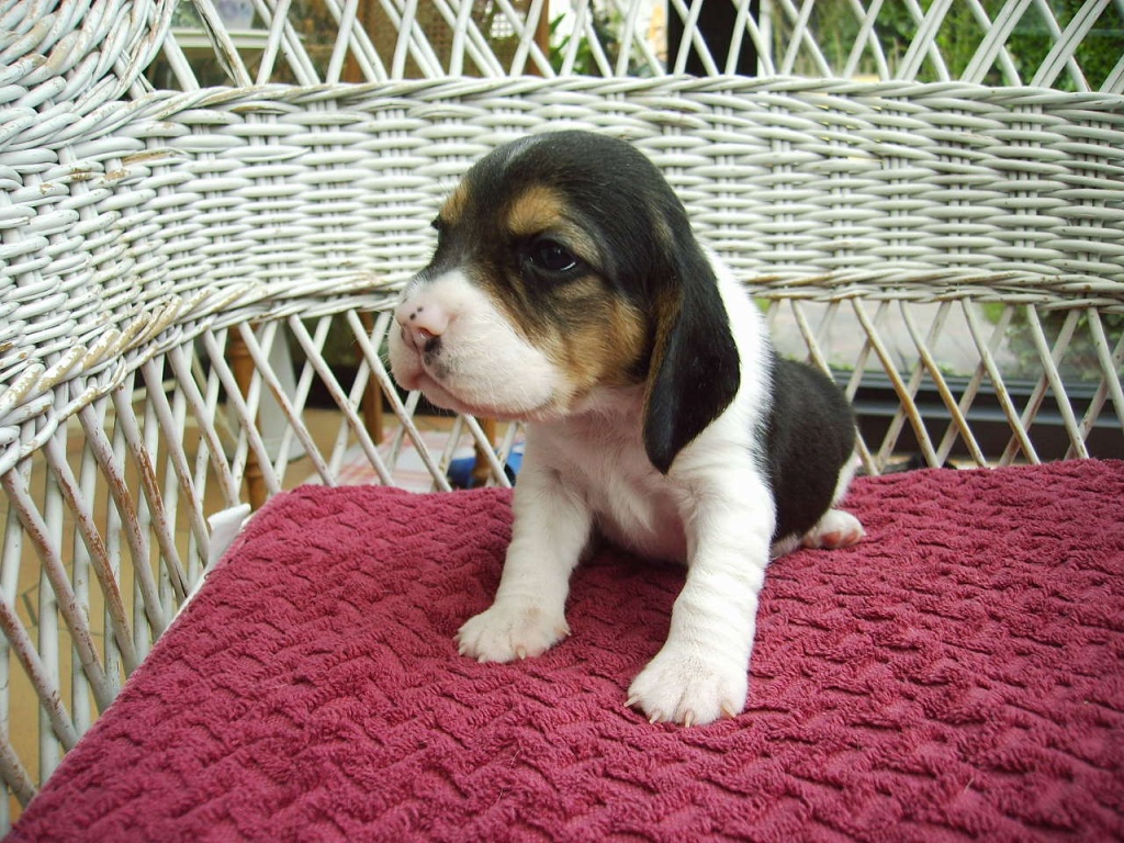 Typvolle Beaglewelpen of the Jolly Kids - Hunde - Bochum