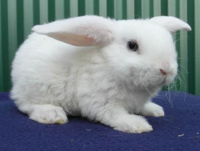 Kleine Rex - Zwergwidder - Hasen Kaninchen - Seukendorf
