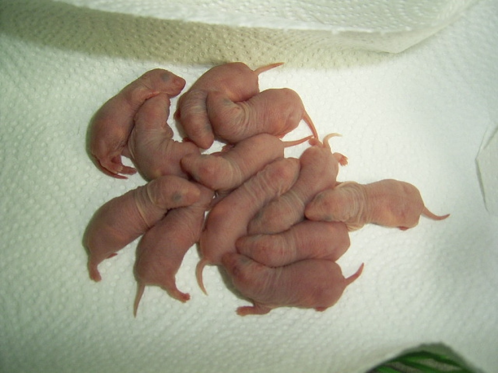 Rattenbabys am 28.6. abzugeben - Tierboersen - Wilhelmshaven