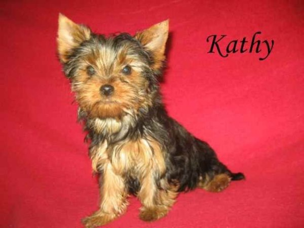Yorkshire Terrier Welpen - Hunde - Nürnberg