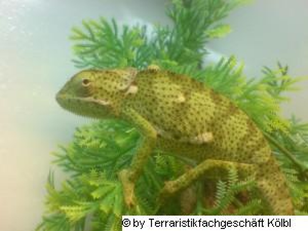 Terraristik- und Kleintierfachgeschäft Kölbl in MÜNCHEN - Zoohandlungen - München