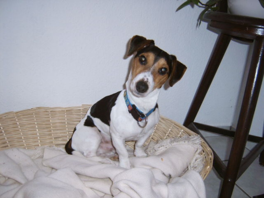 Jack Russell Terrier (Deckrüde) - Hunde - Kalkar
