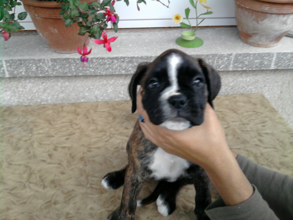 Boxerwelpen - Hunde - lauterbach-rimlos