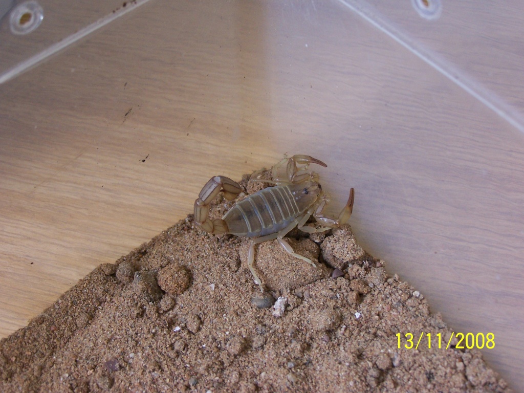 Androctonus amoreuxi, Dickschwanzskorpion - Insekten - Bochum