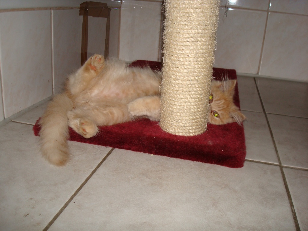 Perserkater günstig zu verkaufen!!! - Tierboersen - Börger