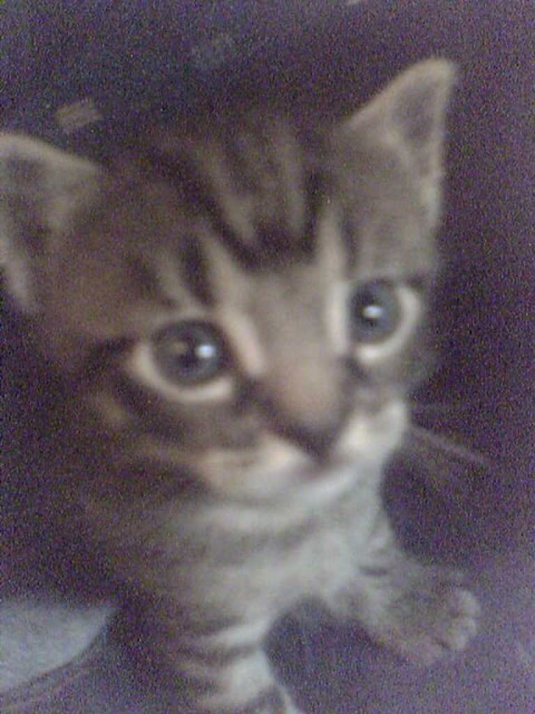 Bengal-Mix Kitten !! Kleine WILDkatzen !! - Katzen - Lütjenburg