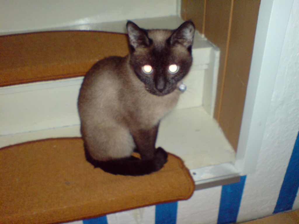 DRINGEND! Siam o. Thai Deckkater gesucht - Katzen - Gummersbach-Bergneustadt