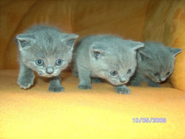 Biete BKH Kartäuser Babys aus seriöser Zucht mit Papiere Preis VB 550,00 € - Katzen - Ebenweiler