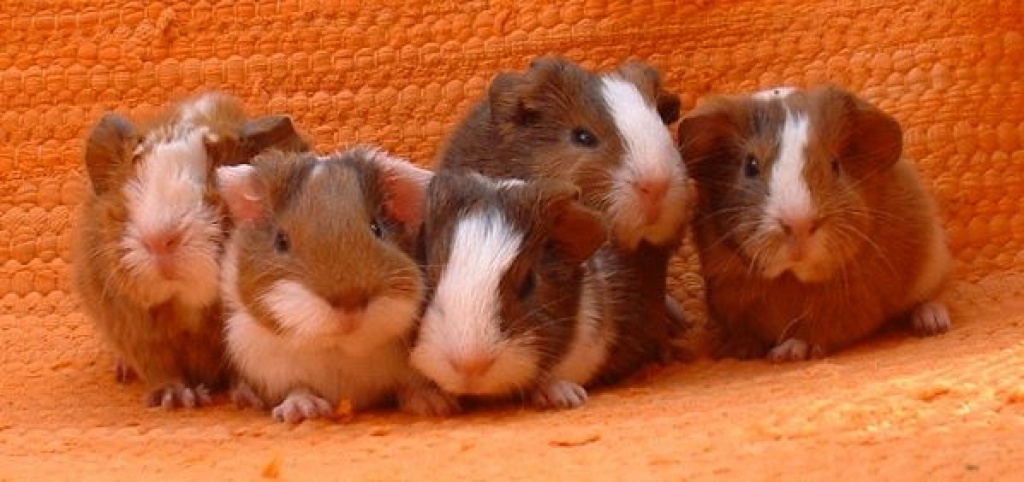 Junge Meerschweinchen abzugeben. (männl./weibl.) - Nagetiere - Königsbach Stein