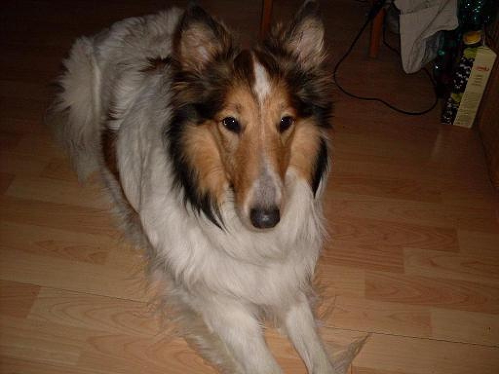 2 Amerikanische Collies, auch getrennt, suchen... - Hunde - Gelsenkirchen