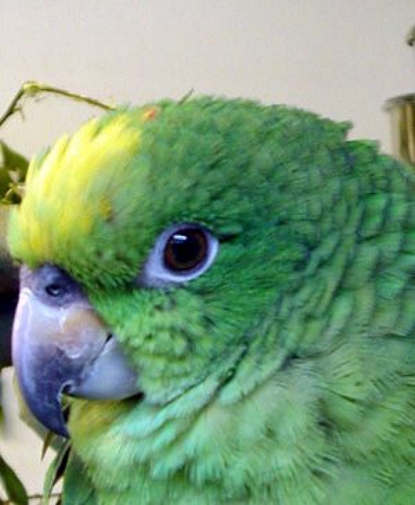 Suche Amazone raum köln - Voegel - Köln