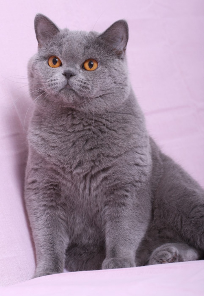 British shorthair ADULT TOMCAT FOR SALE - Katzen - Brno, Czech republic