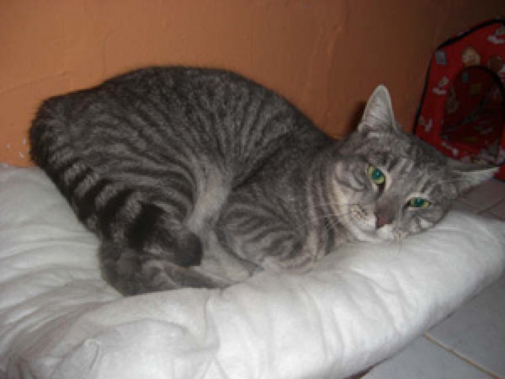 Flugpaten von Cadiz nach Berlin, Dortmund, Hamburg, Hannover oder Bremen - Flugpaten - Friesoythe