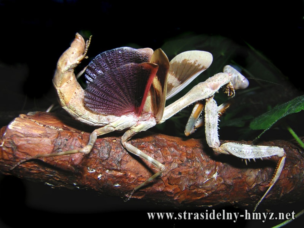 Hierodula viridis, Parasphendale.spec - Insekten - Schweiz