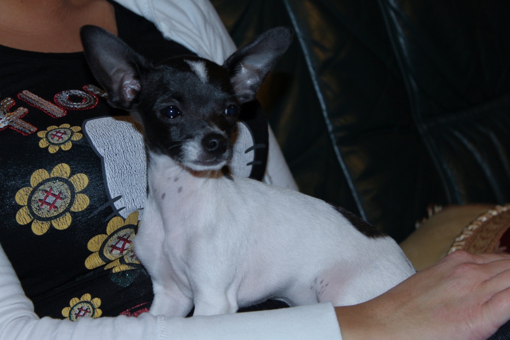 Chihuahua DECKrüde mit stammbaum!!!!!!!!!und papiere - Hunde - Schönfließ