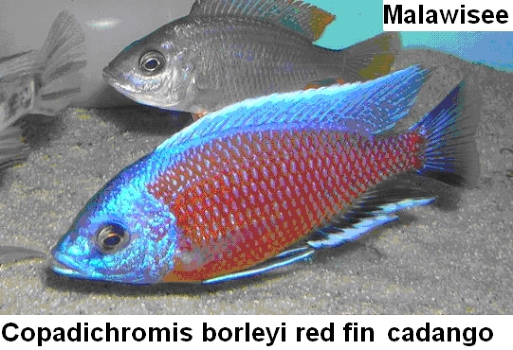 Schöne Malawis abzugeben - Fische - Westerhausen