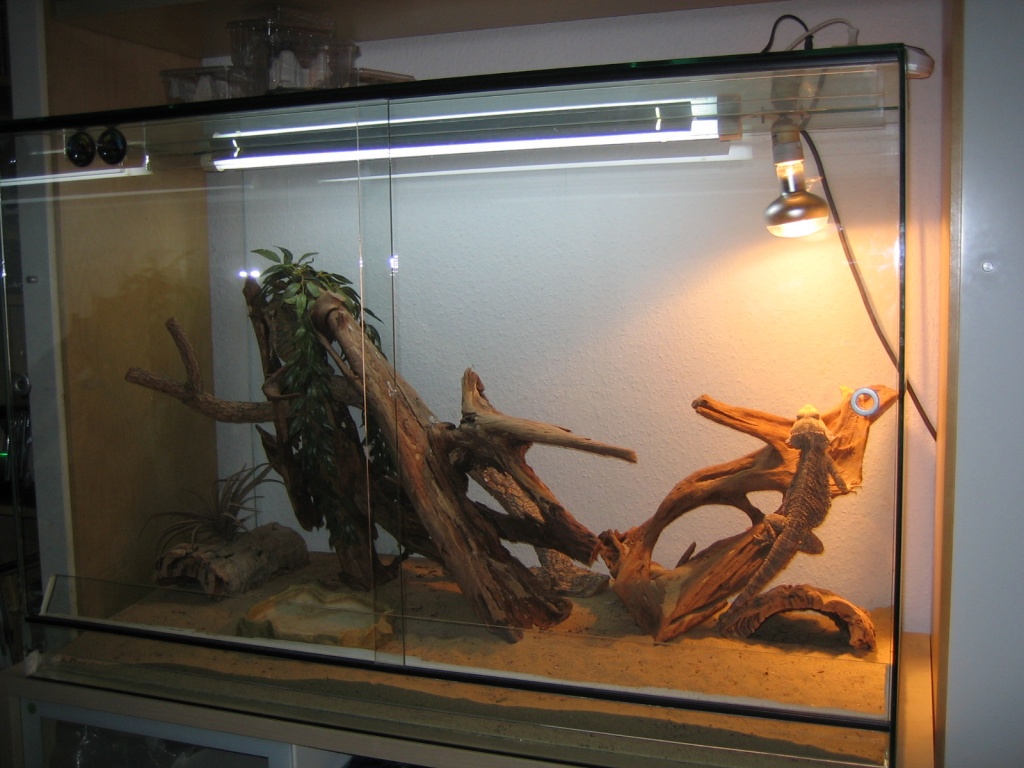 120er Terrarium mit Bartagamenpaar - Reptilien - Flein