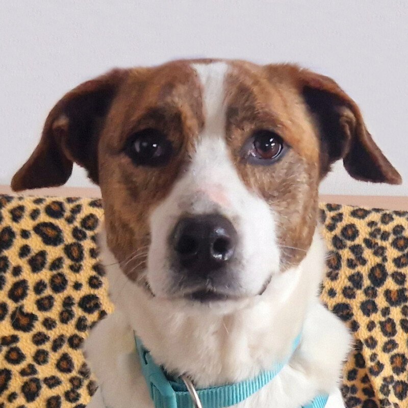 CLÄRCHEN - Mischling, weiblich, 3 Jahre, 45 cm, 6.8 kg, Mischling, Gechipt, Kast - Hunde - Lauf an der Pegnitz