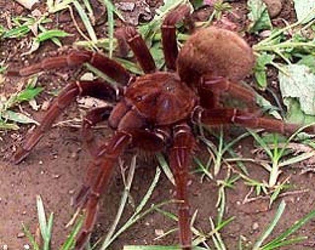 Pseudotheraphosa apophysis,Goliathvogelspinne - Insekten - Rastatt