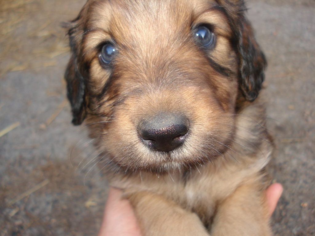 Mischlingswelpen - Tierboersen - Winterhausen