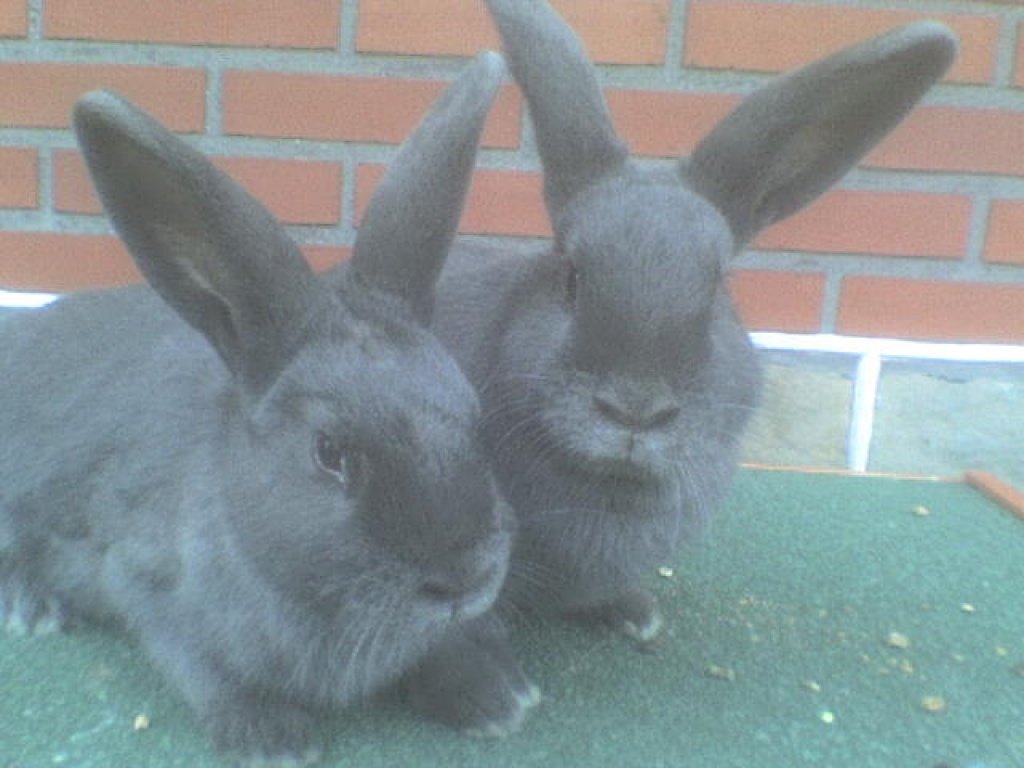 Dieses blaue Geschwisterpaar sucht neues zu Hause - Nagetiere - Aachen