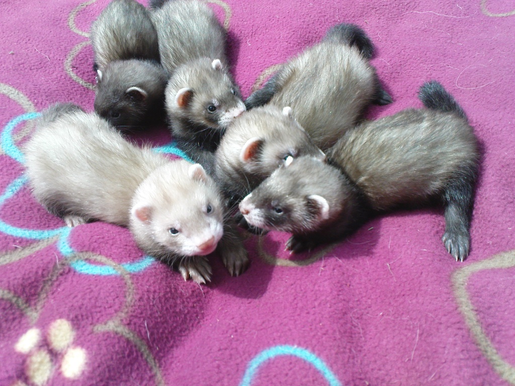 Frettchenwelpen - Nagetiere - Röttenbach
