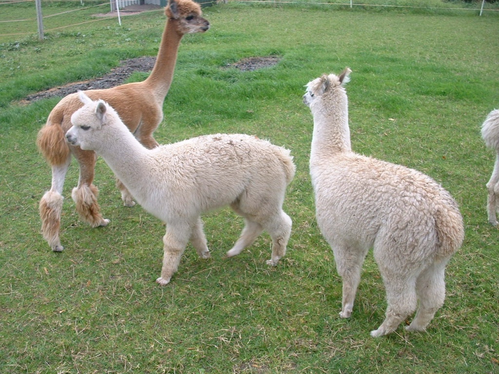 Alpaka Paar - Nutztiere - Laar