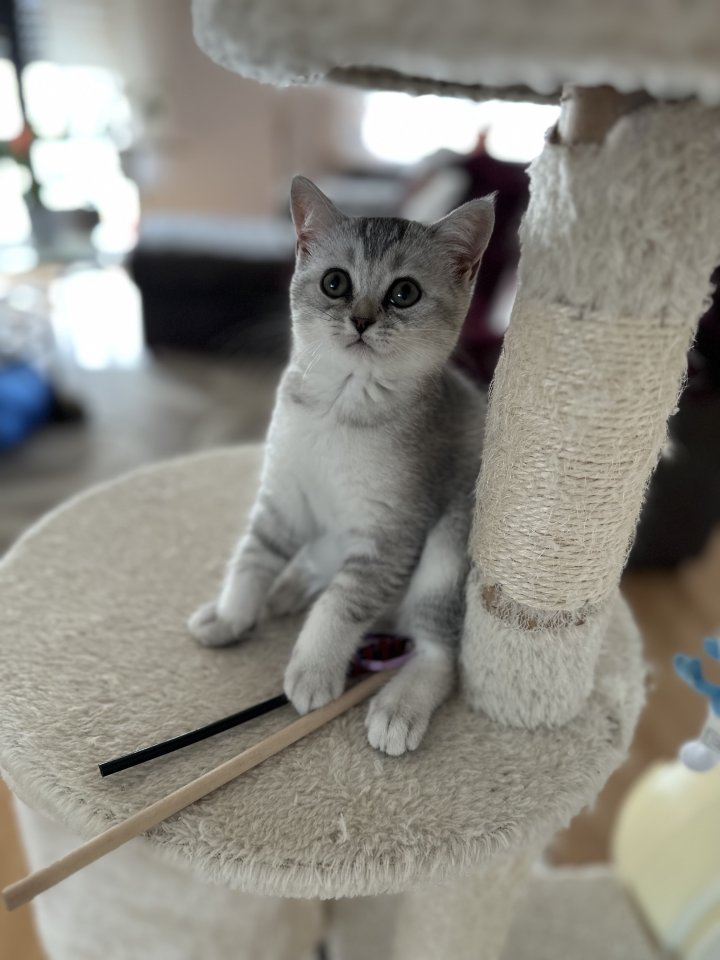 BKH Kitten Abgabebereit - Katzen - Ensdorf