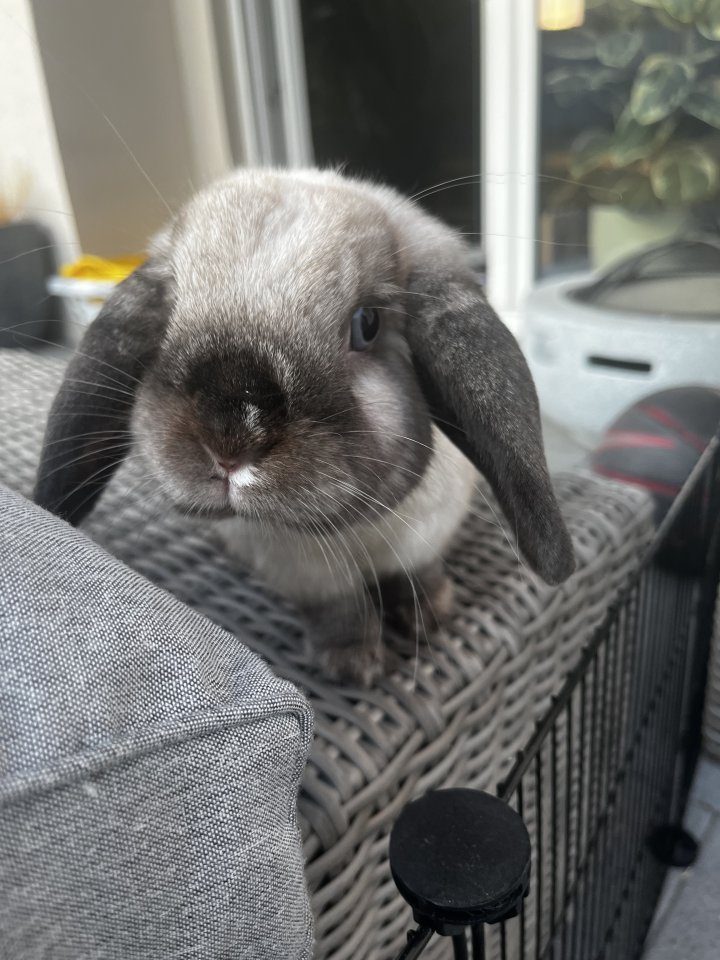 Mini-Lop Kaninchen Kastrat - Nagetiere - Schwarzenfeld