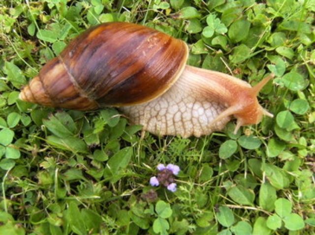 Biete Achatschnecken (Achatina fulica) - Terrarien - Nickenich