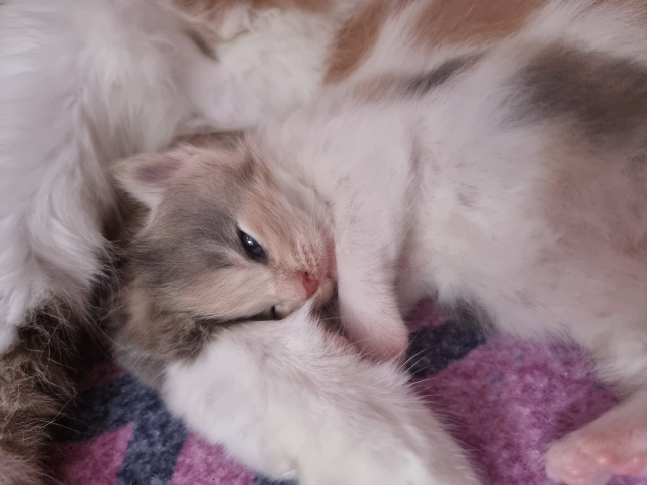 Reinrassige Maine Coon Kitten - Katzen - Lohmen