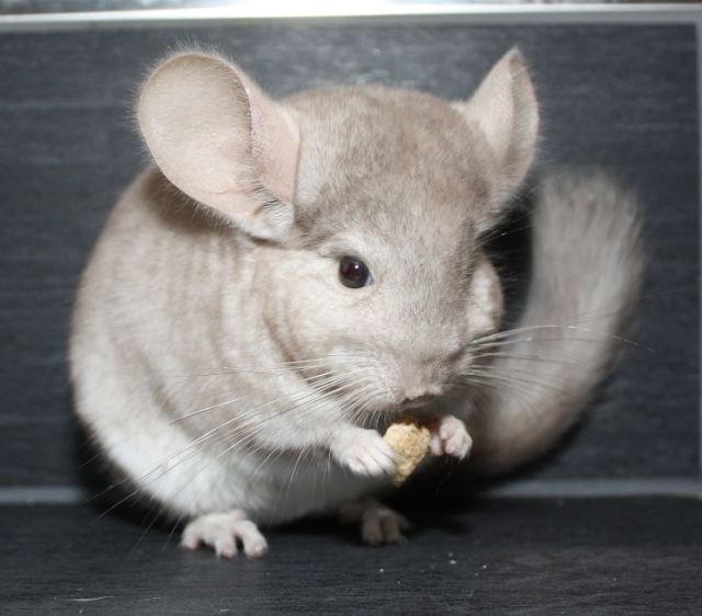 Chinchilla-Jungtiere - große Auswahl - Sonst Nagetiere - Eugendorf bei Salzburg