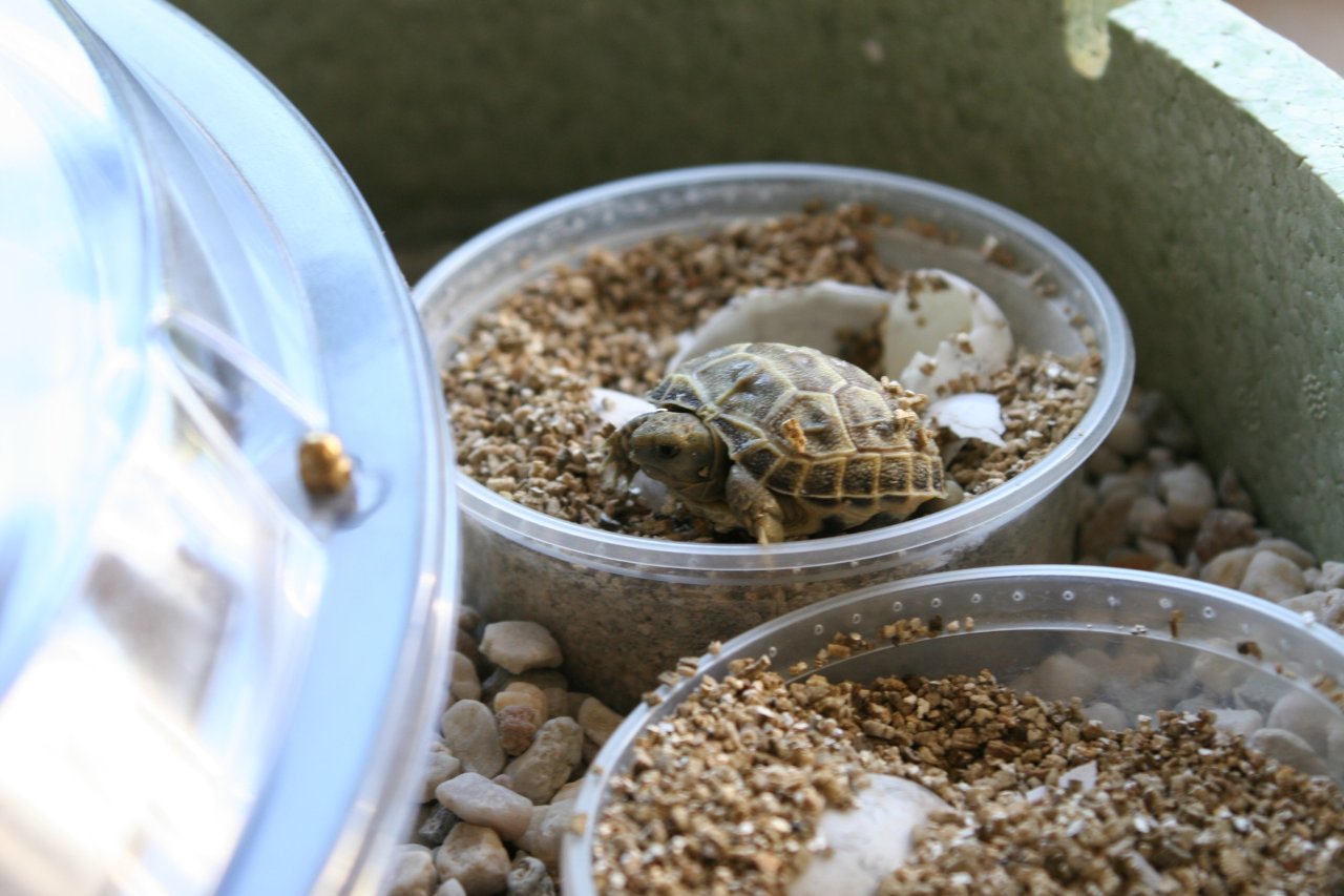 Testudo horsfieldii / Russische Vierzehen  Landschildkröten abzugeben - Reptilien - Aschaffenburg