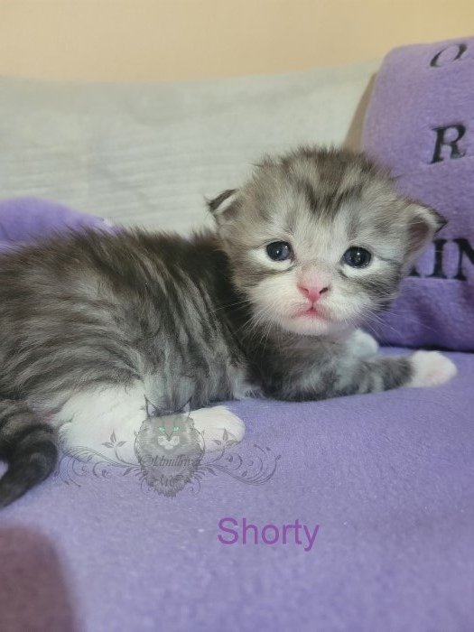 Wundervolle Maine Coon Kitten - Katzen - Langenaltheim